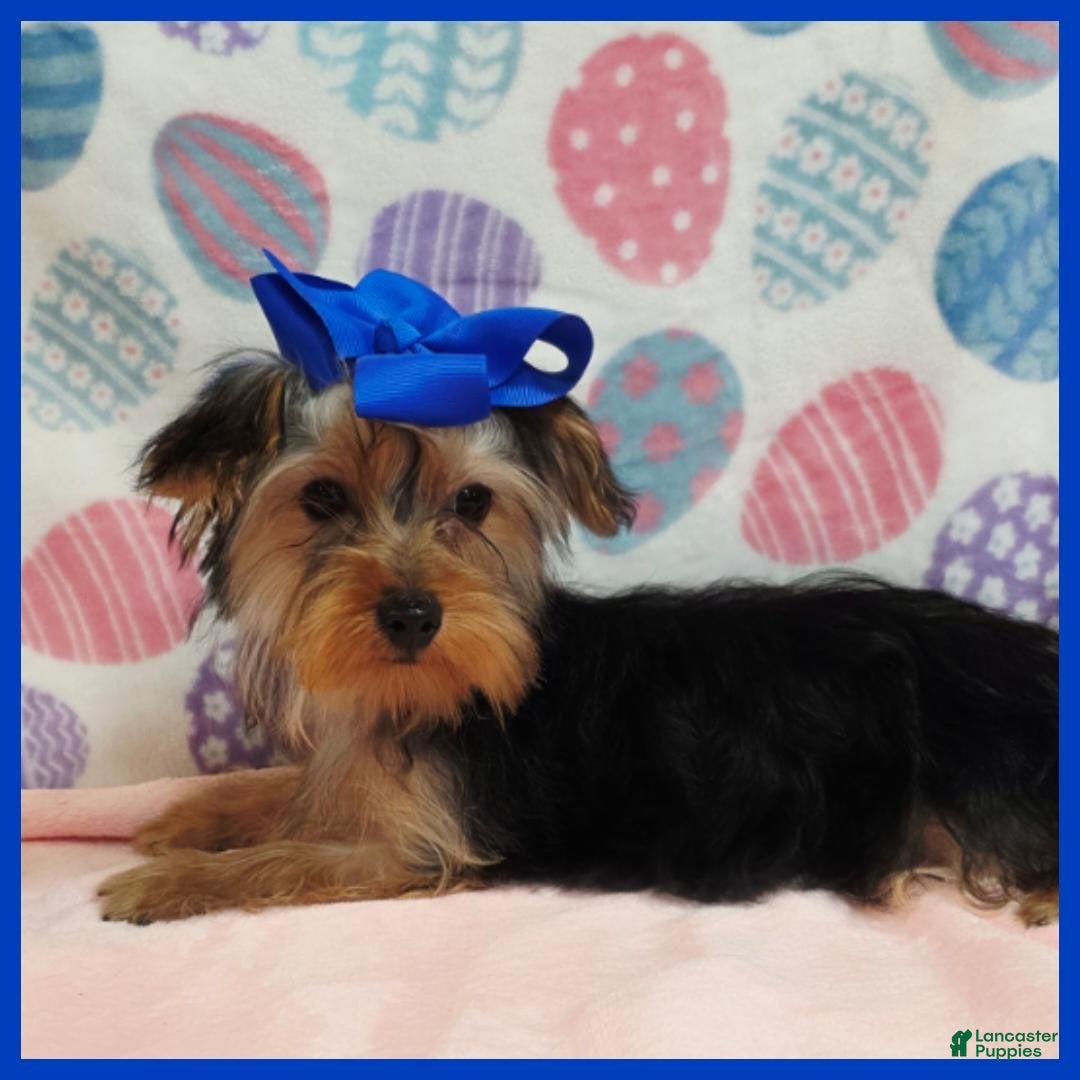 Morkie dogs Quillage - Ad 7
