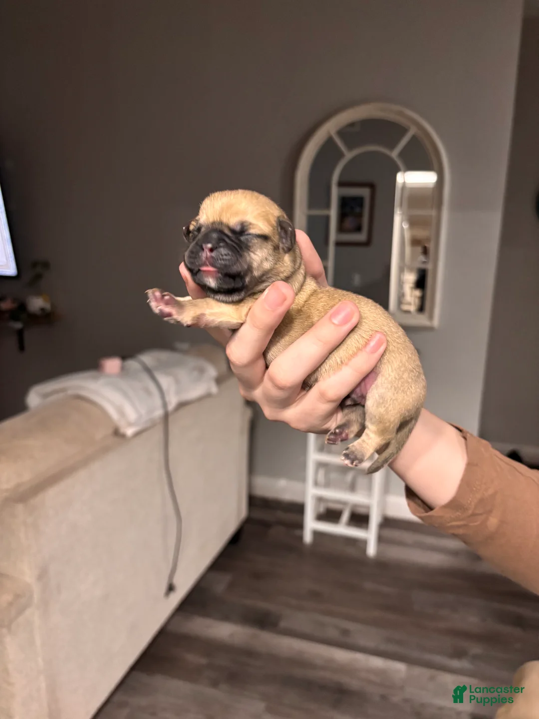 Mixed Breed dogs for sale: Mixed Breed Puppy 3 - Ad 1