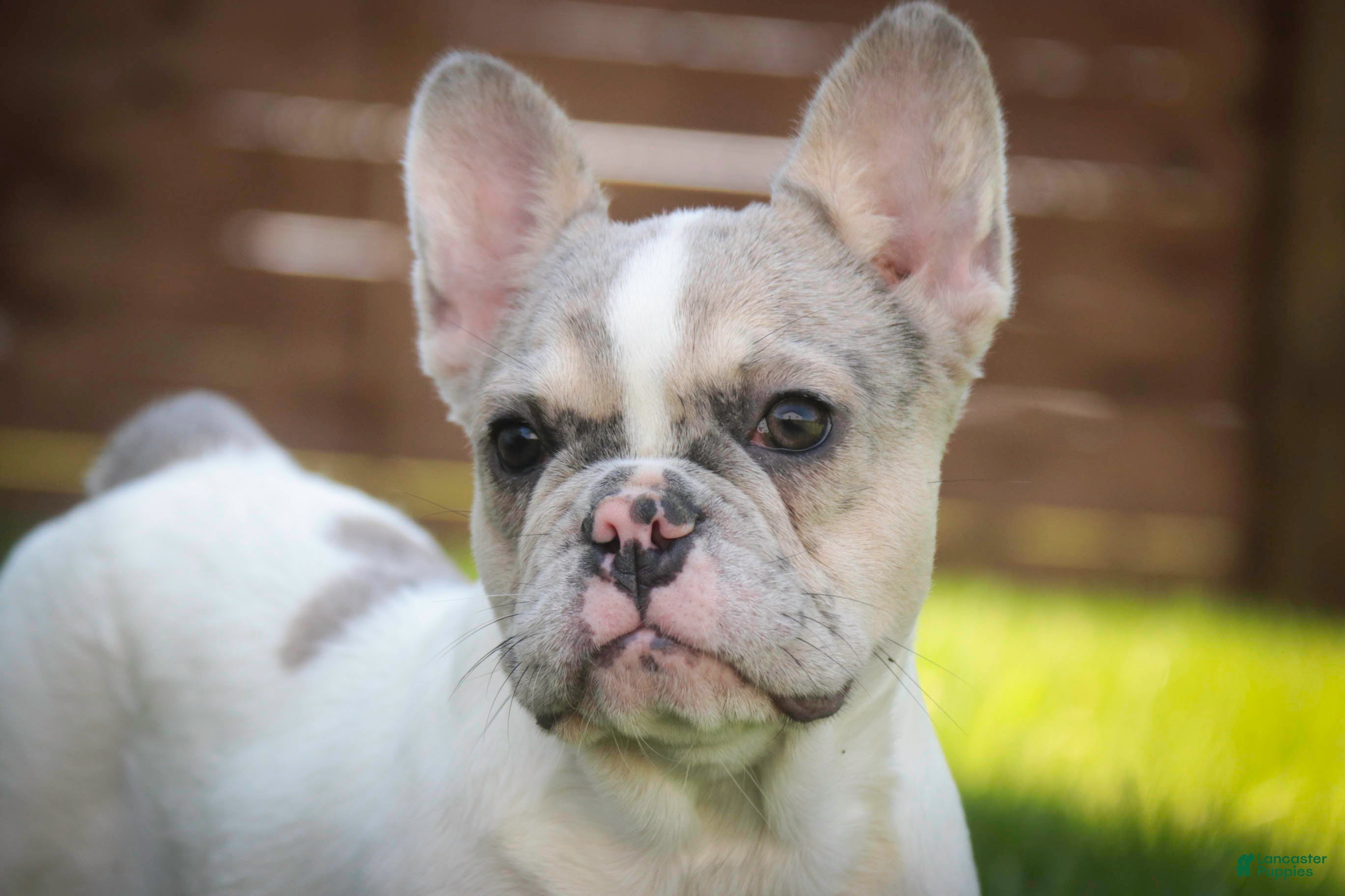 French Bulldog dogs Juliet - Ad 2