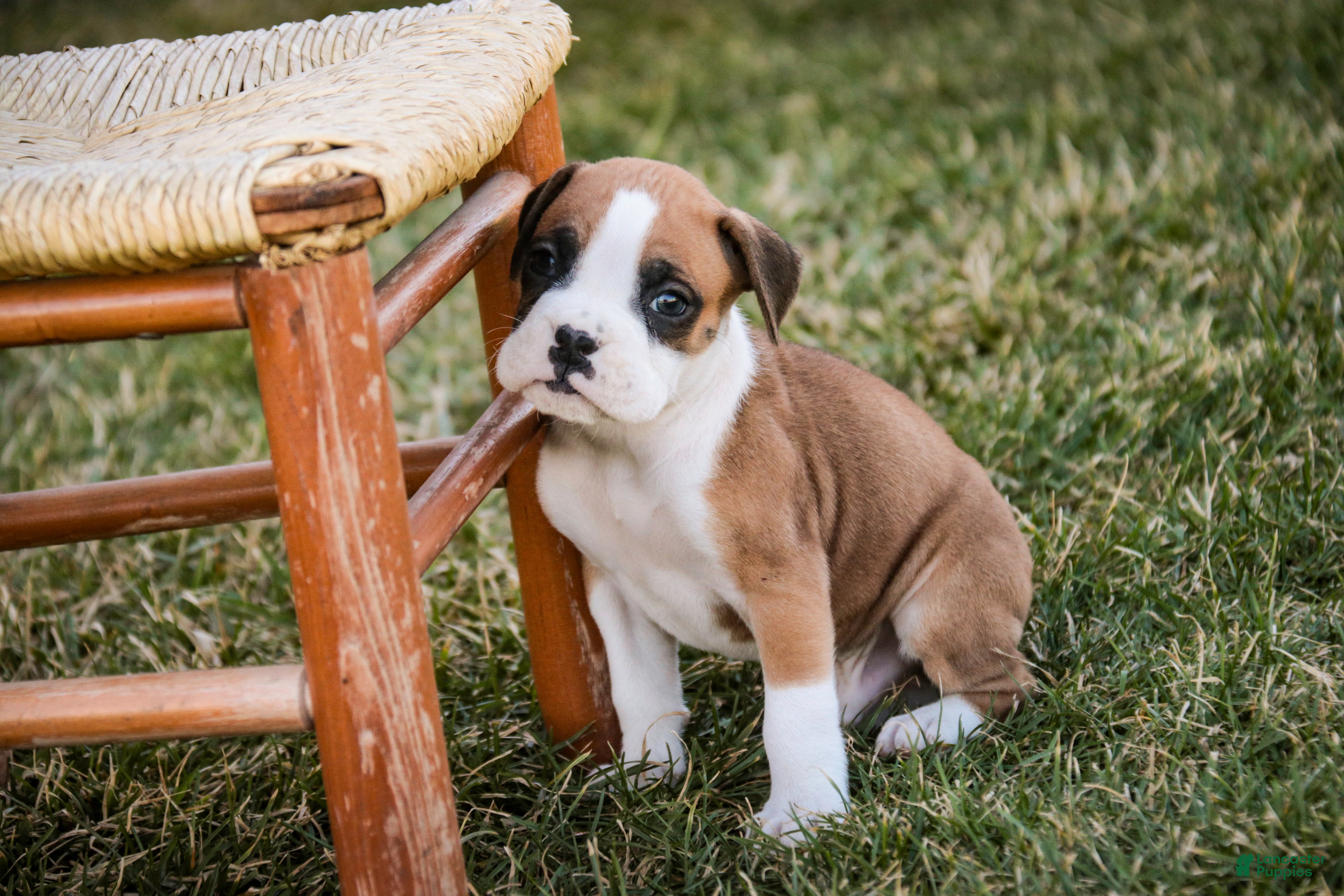 Boxer dogs Sam - Ad 1