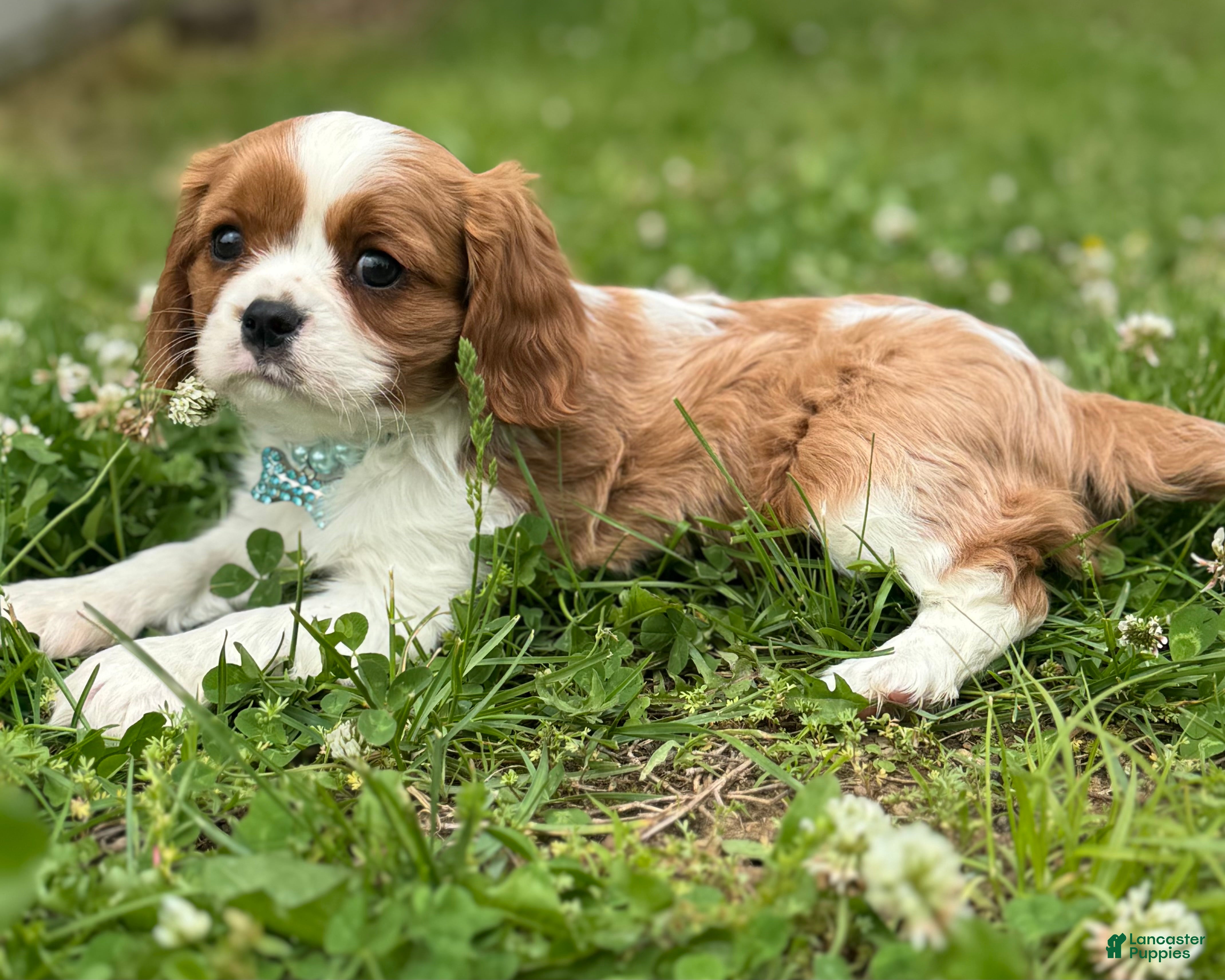 Cavalier King Charles Spaniel dogs Mark - Ad 6