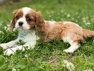 Cavalier King Charles Spaniel dogs Mark - Ad 12