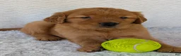 Golden Retriever dogs for sale: Porter  - Ad 6