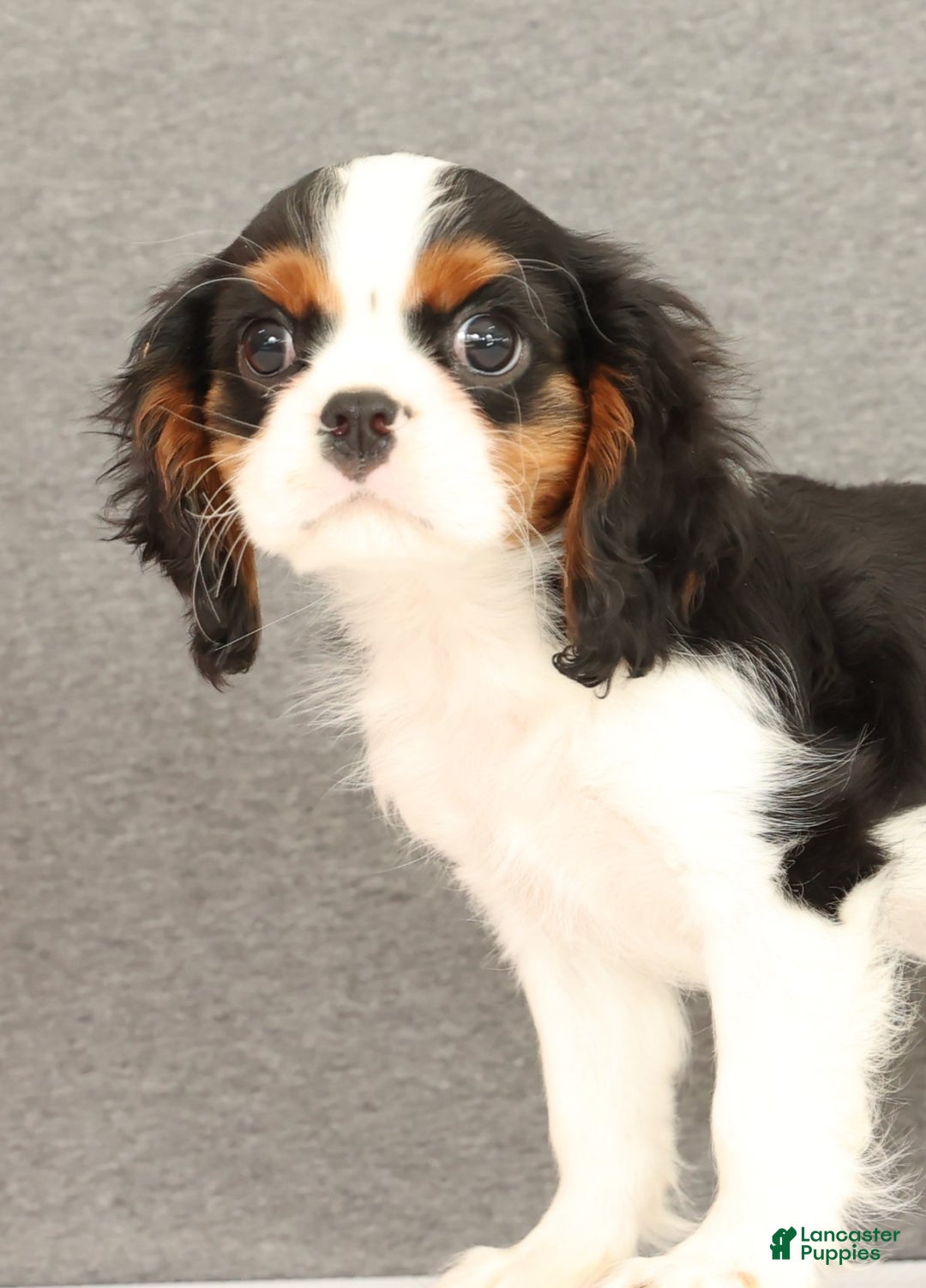 Cavalier King Charles Spaniel dogs for sale: Emerson - Ad 6
