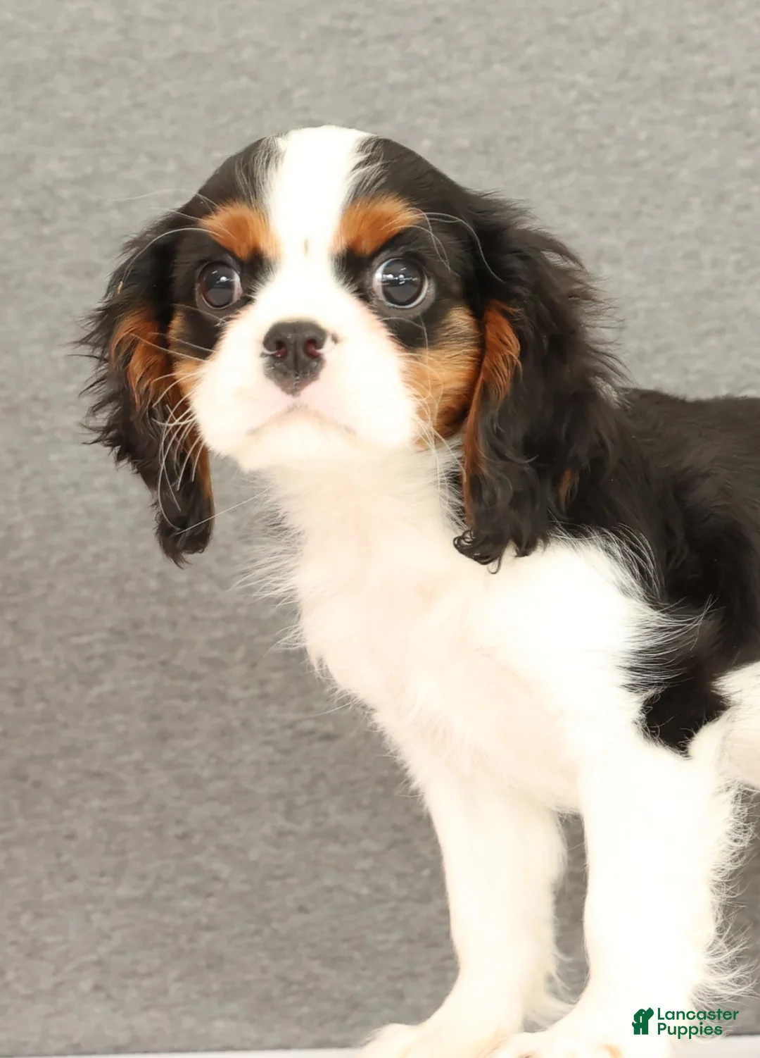 Cavalier King Charles Spaniel dogs for sale: Emerson - Ad 8