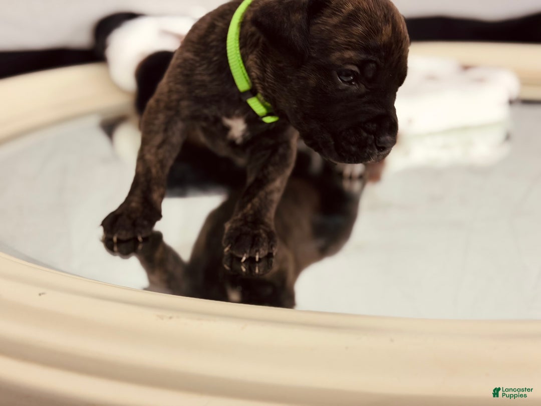 Cane Corso dogs for sale: Sven  - Ad 4