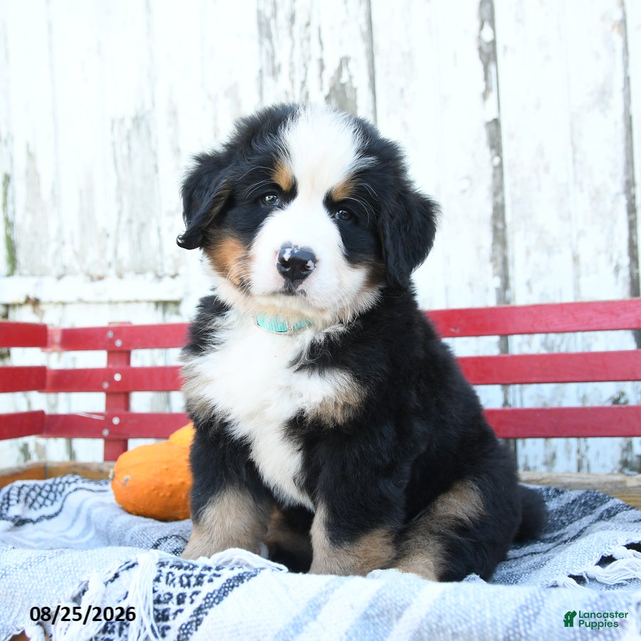 Bernese Mountain Dog dogs Rex - Ad 1
