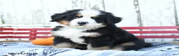 Bernese Mountain Dog dogs for sale: Rex - Ad 1