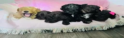 Miniature Poodle dogs for sale: Miniature Poodle Puppy 1 - Ad 6