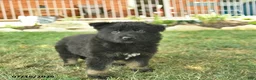 German Shepherd dogs for sale: Thor  - Ad 1
