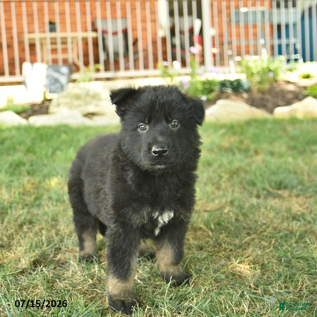 German Shepherd dogs for sale: Thor  - Ad 1