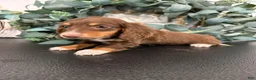 Miniature Dachshund dogs for sale: Daphne - Ad 5