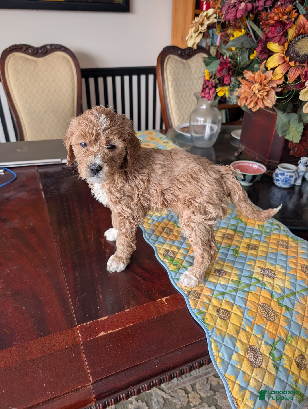 Goldendoodle dogs for sale: Cindy - Ad 2