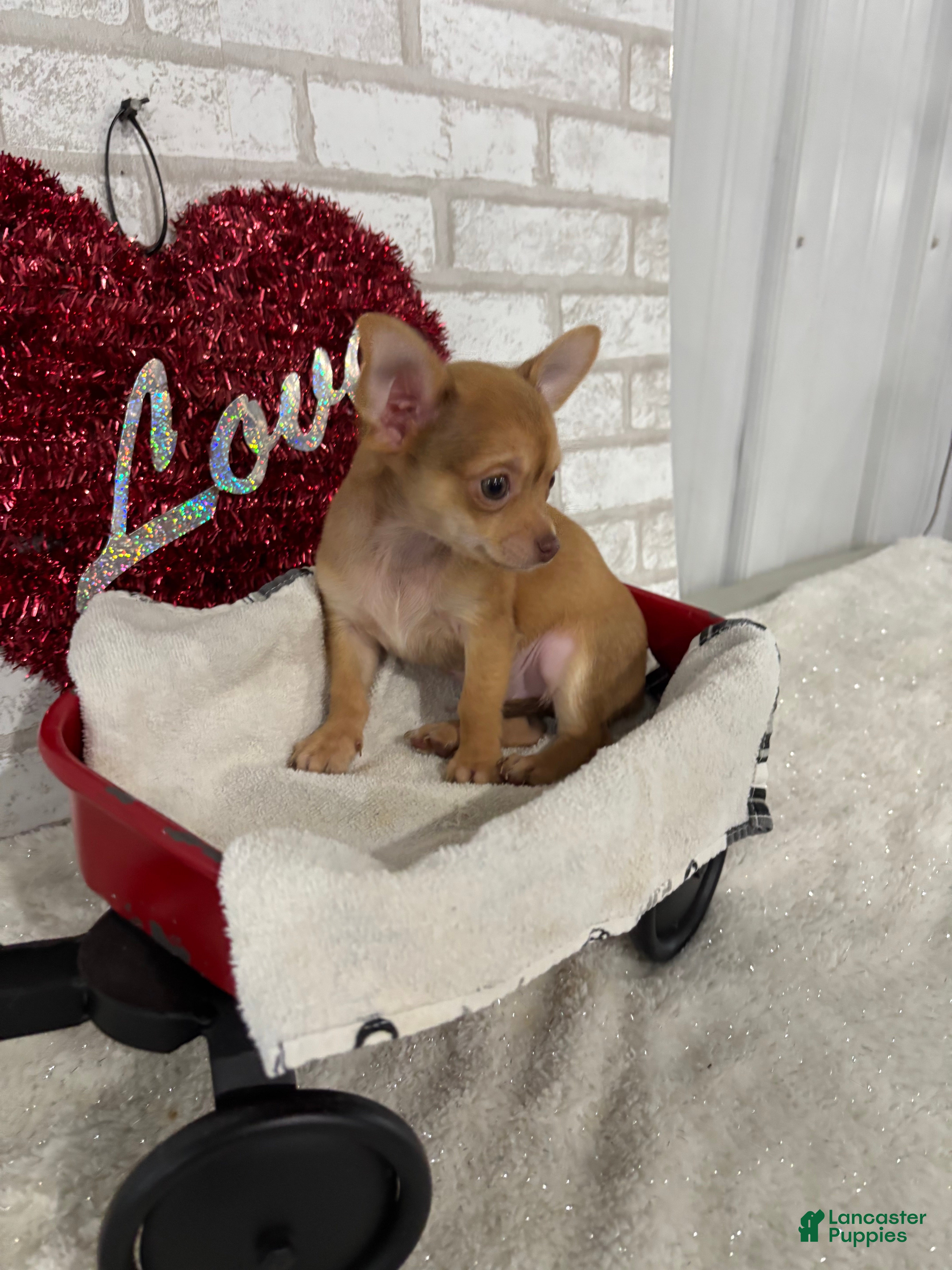 Chihuahua dogs Sparky - Ad 1