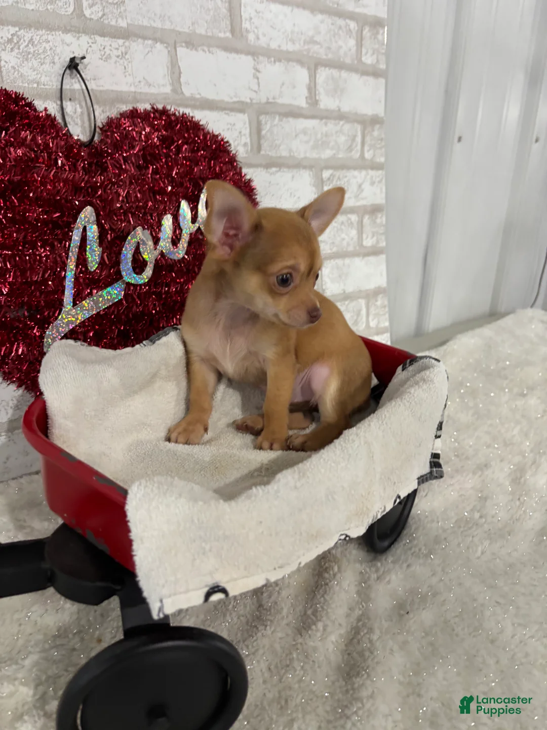 Chihuahua dogs for sale: Sparky - Ad 1