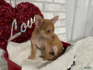 Chihuahua dogs for sale: Sparky - Ad 2