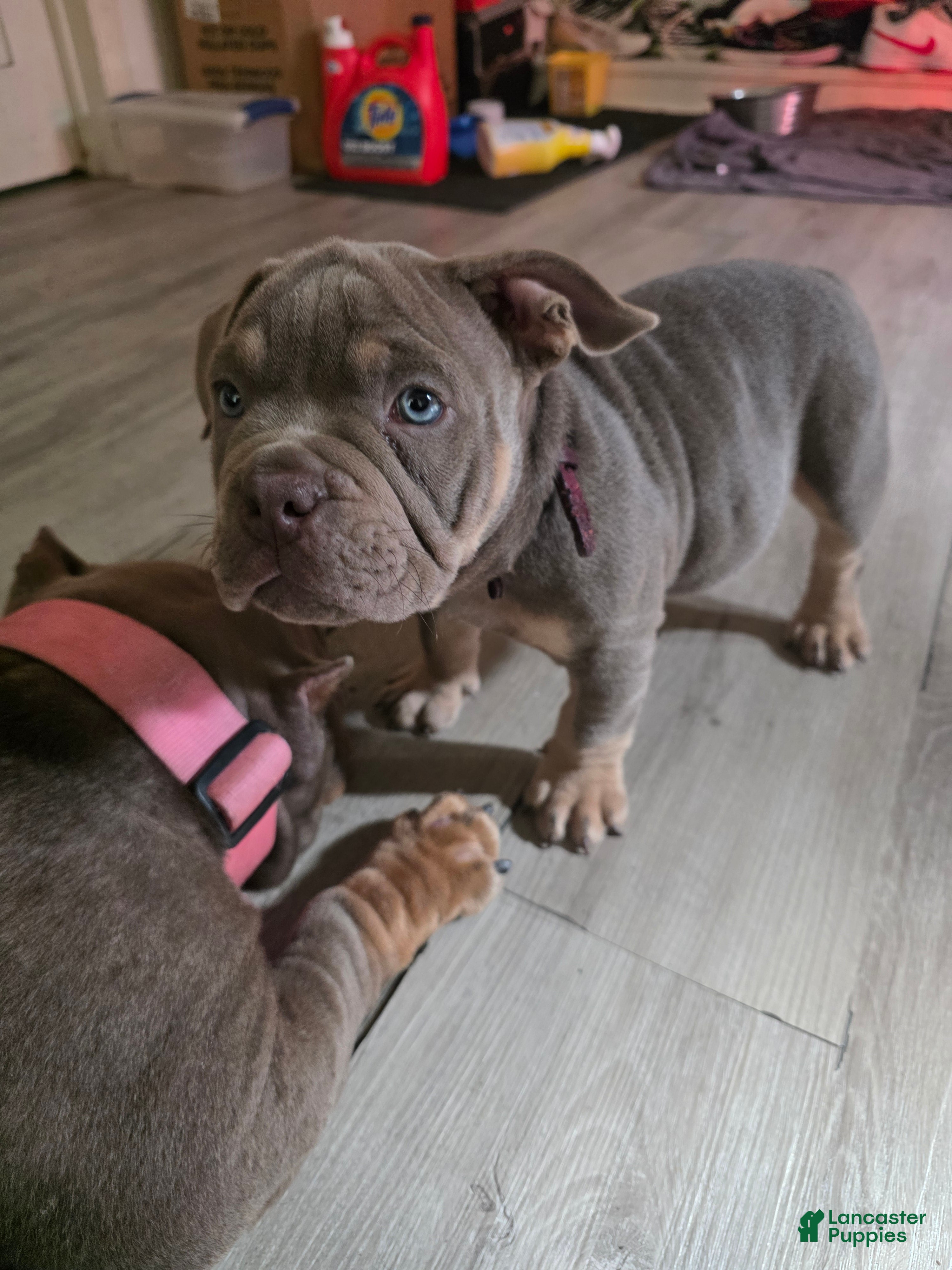 American Bully dogs for sale: American Bully 1 - Ad 8
