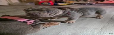 American Bully 1