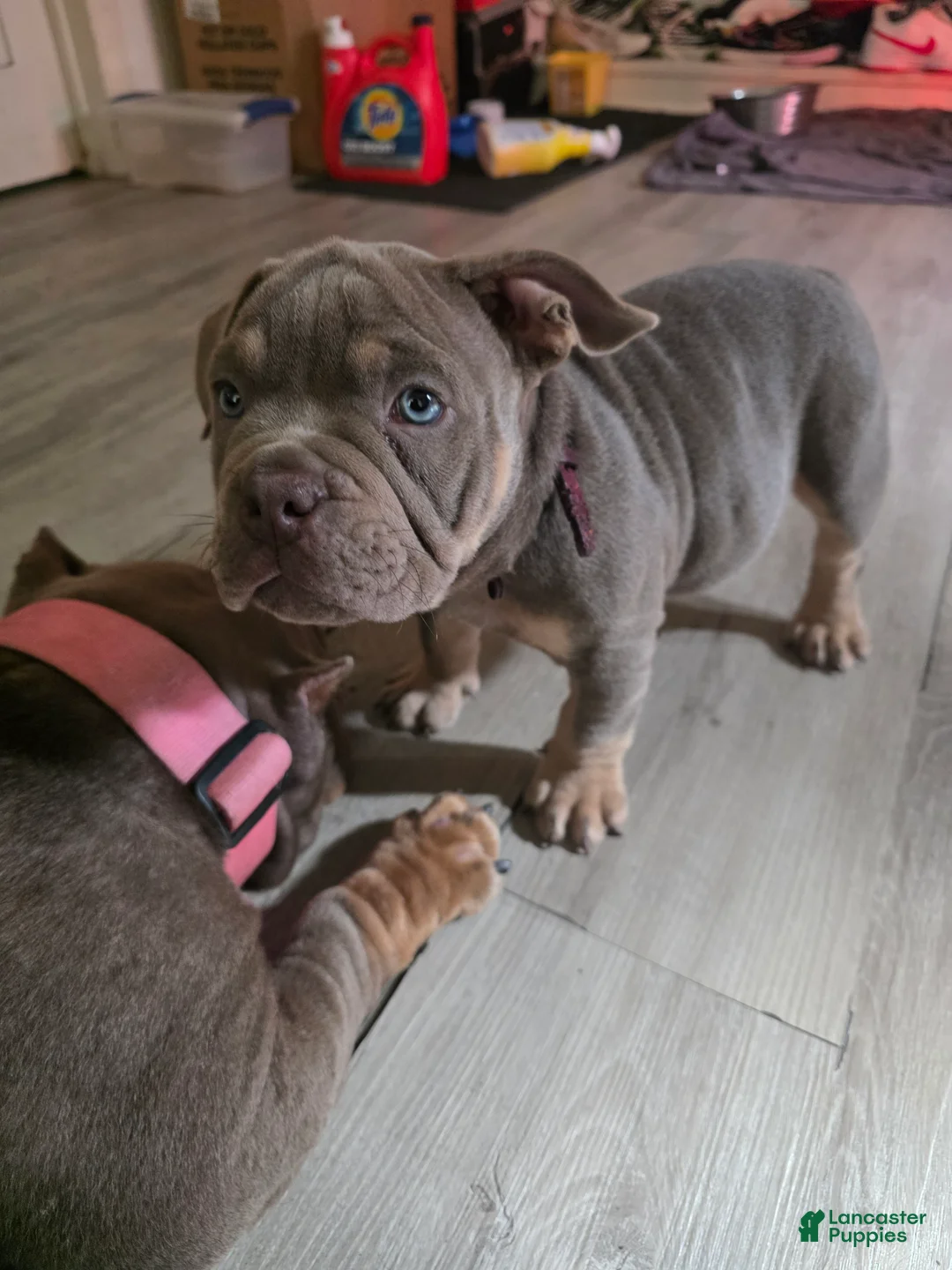 American Bully dogs for sale: American Bully 1 - Ad 1