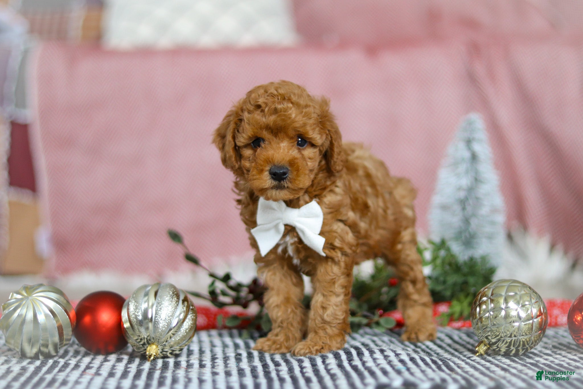 Miniature Poodle dogs Jax - Ad 30