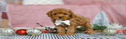 Miniature Poodle dogs for sale: Jax - Ad 1