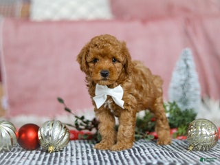 Miniature Poodle dogs for sale: Jax - Ad 3