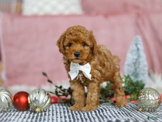 Miniature Poodle dogs Jax - Ad 32