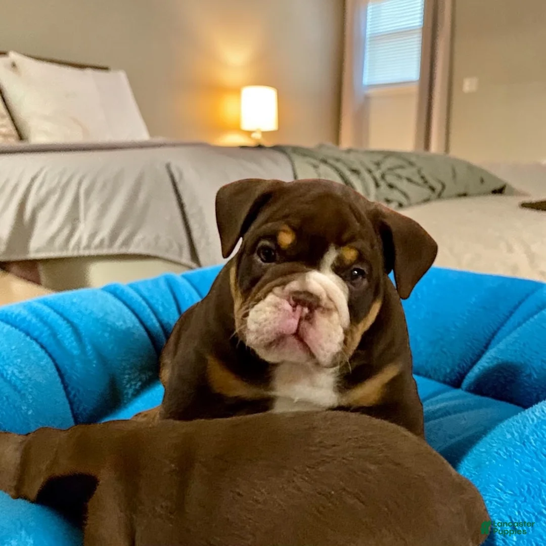 English Bulldog dogs for sale: Dozer - Ad 4