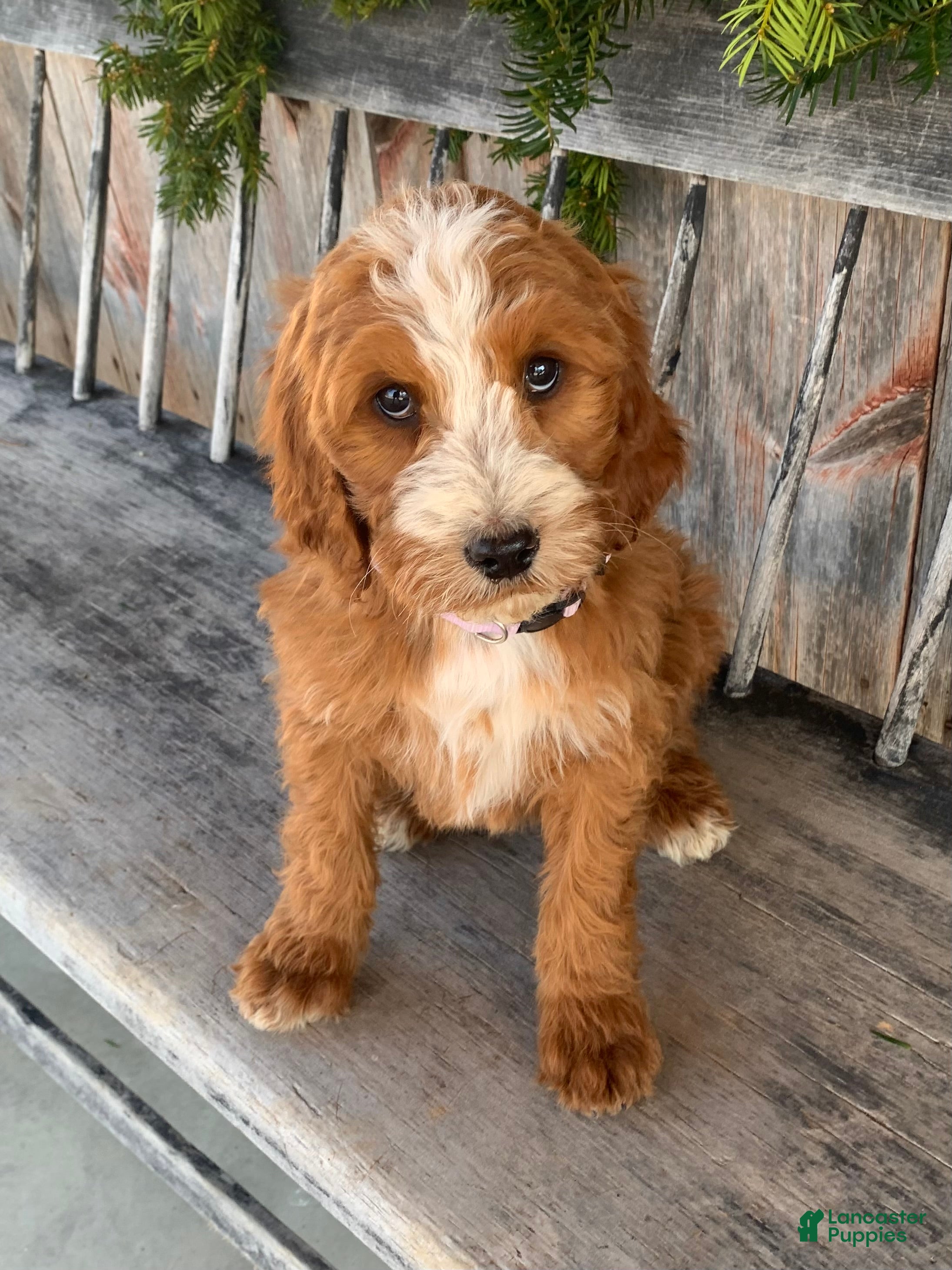 Irish Doodle dogs Isabella  - Ad 2