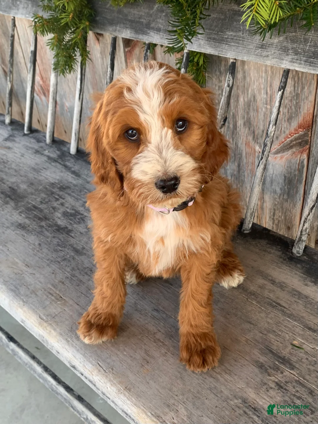 Irish Doodle dogs for sale: Isabella  - Ad 2