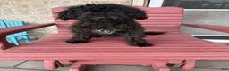 Cavapoo dogs for sale: Eliza - Ad 5