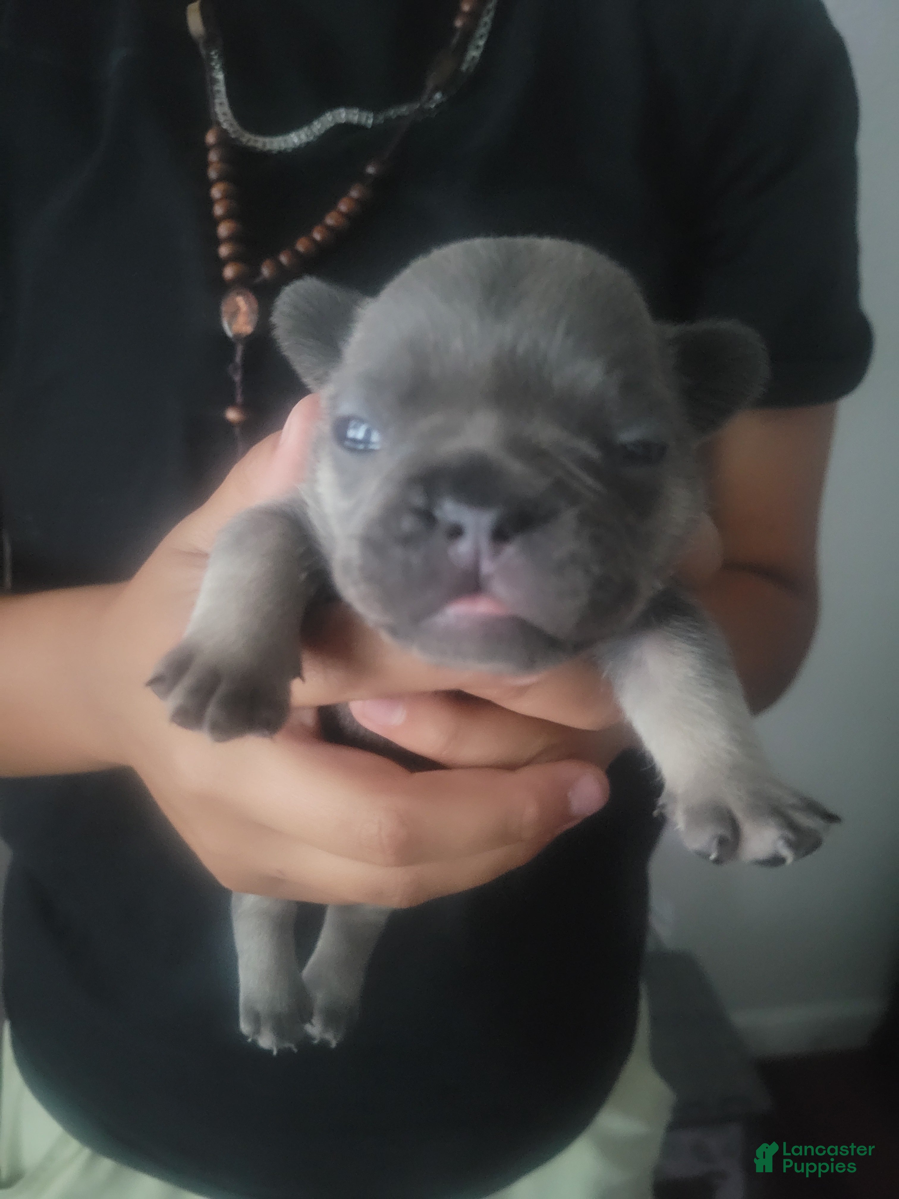 French Bulldog dogs French Bulldog 5 - Ad 42
