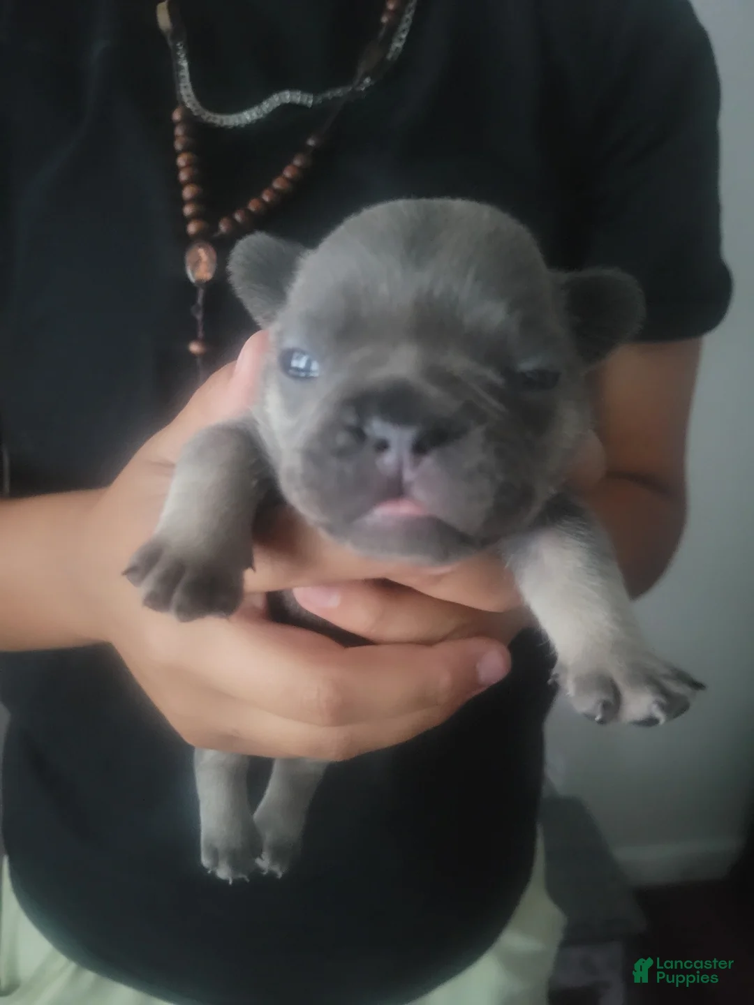 French Bulldog dogs for sale: French Bulldog 5 - Ad 1