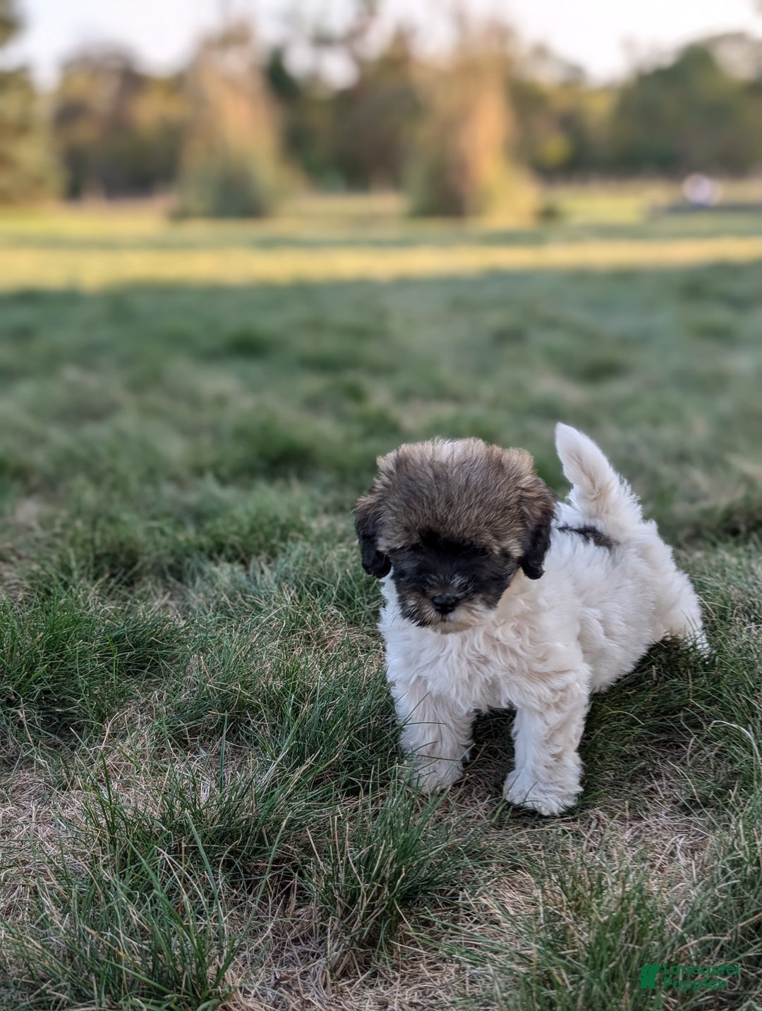 Havapoo dogs for sale: Sassy - Ad 6