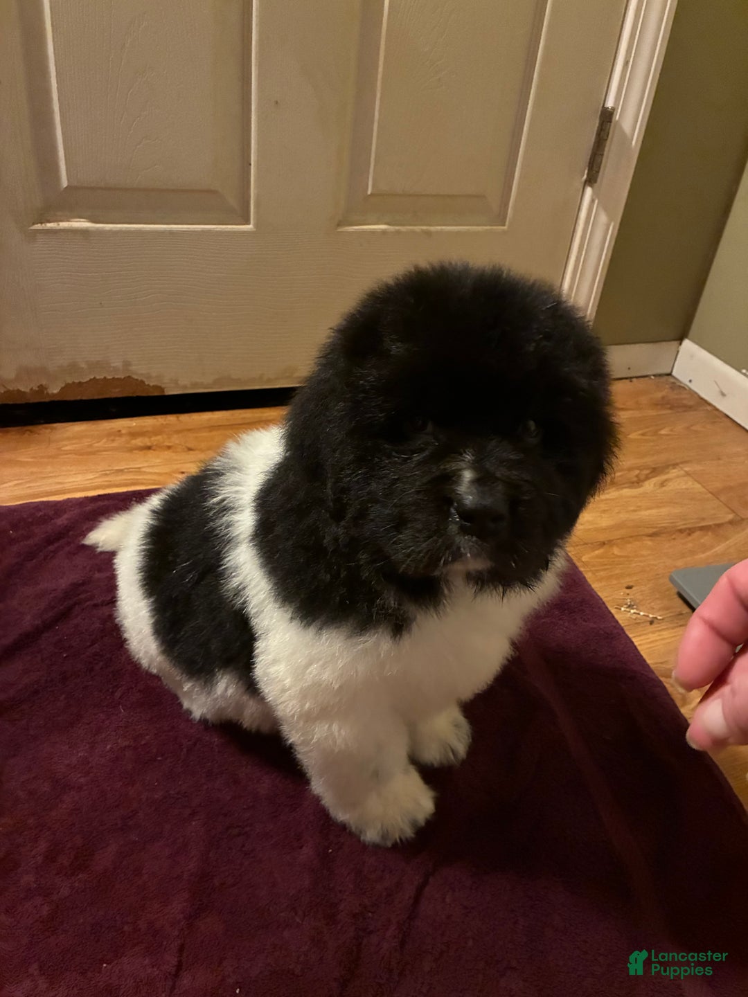 Newfoundland dogs for sale: Newfoundland Puppy 1 - Ad 6