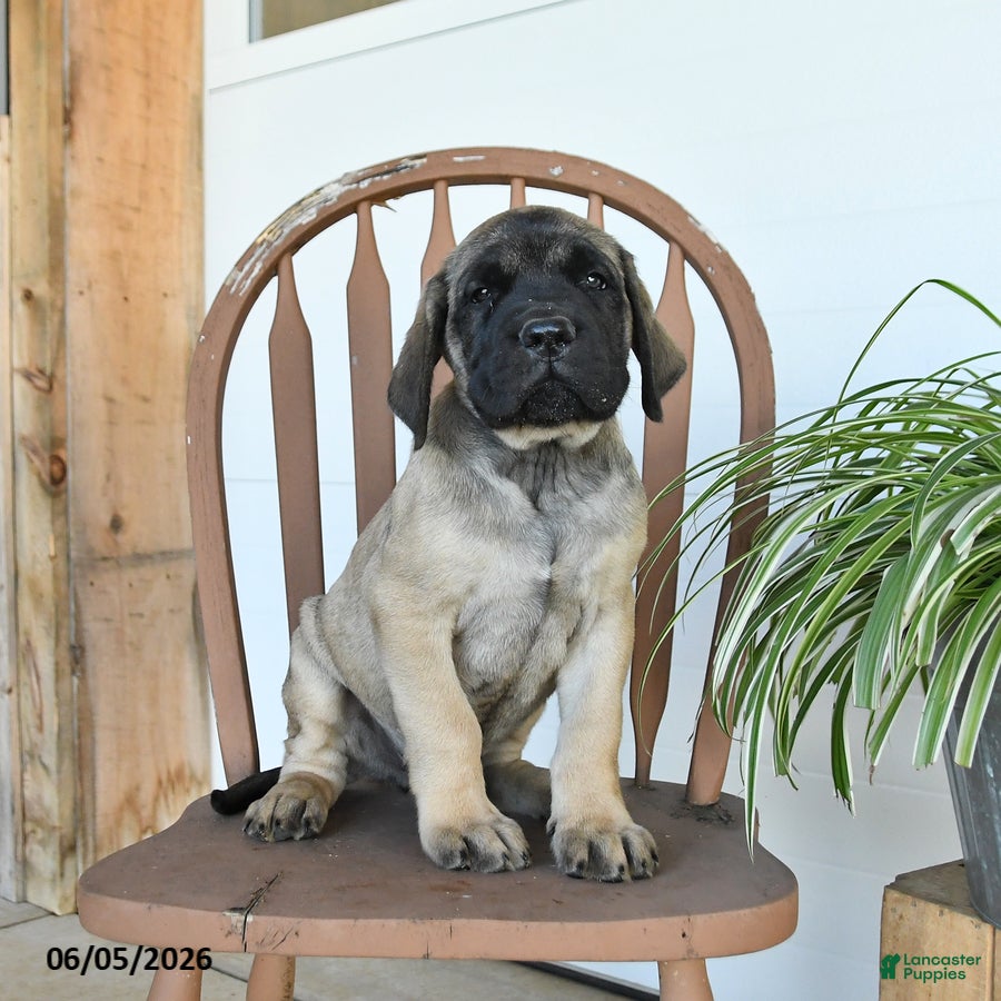 English Mastiff dogs Micah - Ad 2