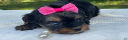 Yorkshire Terrier dogs for sale:  River - Ad 8