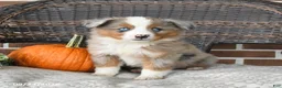 Miniature Australian Shepherd dogs for sale: River - Ad 3