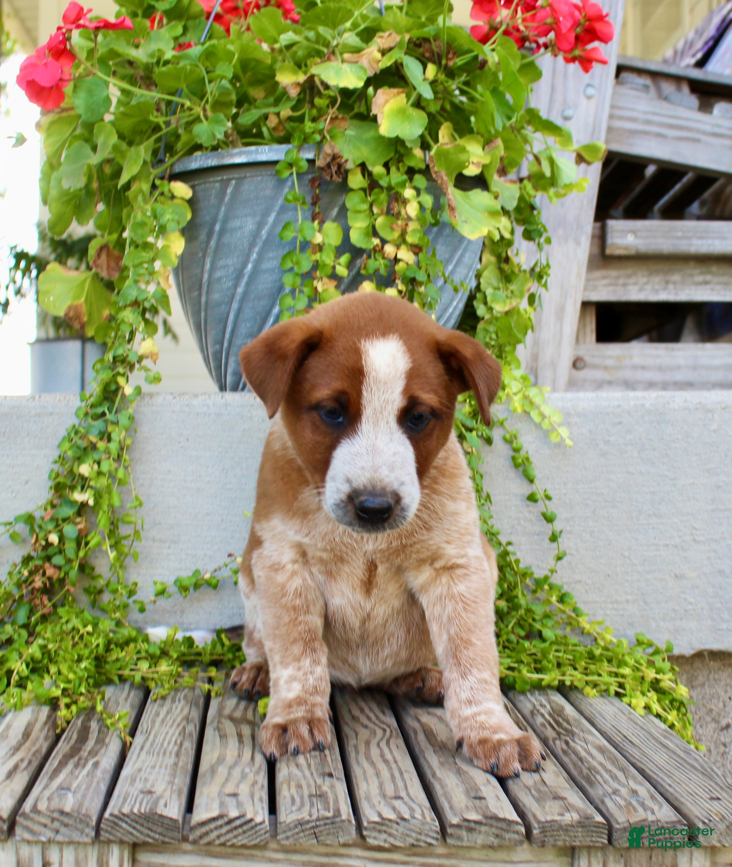 Australian Cattle Dog dogs Ace - Ad 1