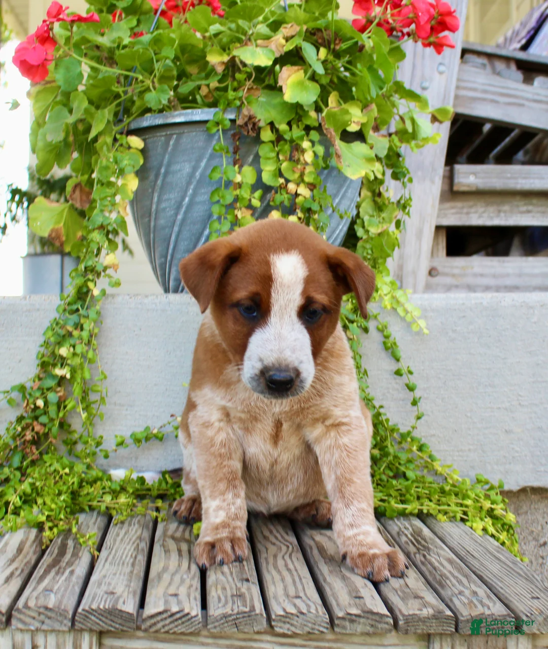 Australian Cattle Dog dogs for sale: Ace - Ad 1