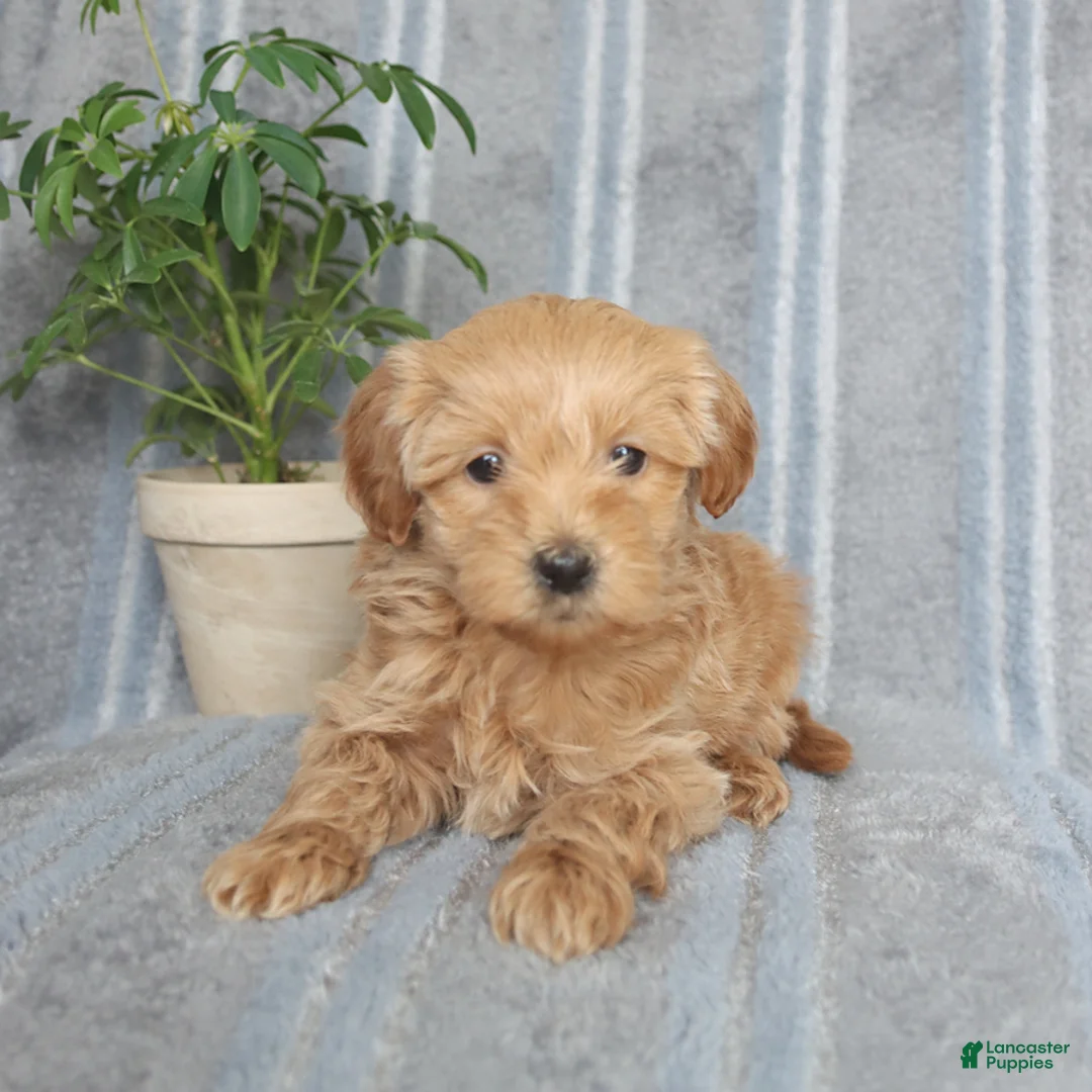 Mixed Breed dogs for sale: Myles - Ad 1