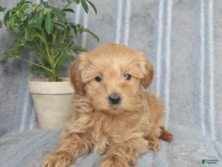 Mixed Breed dogs for sale: Myles - Ad 2