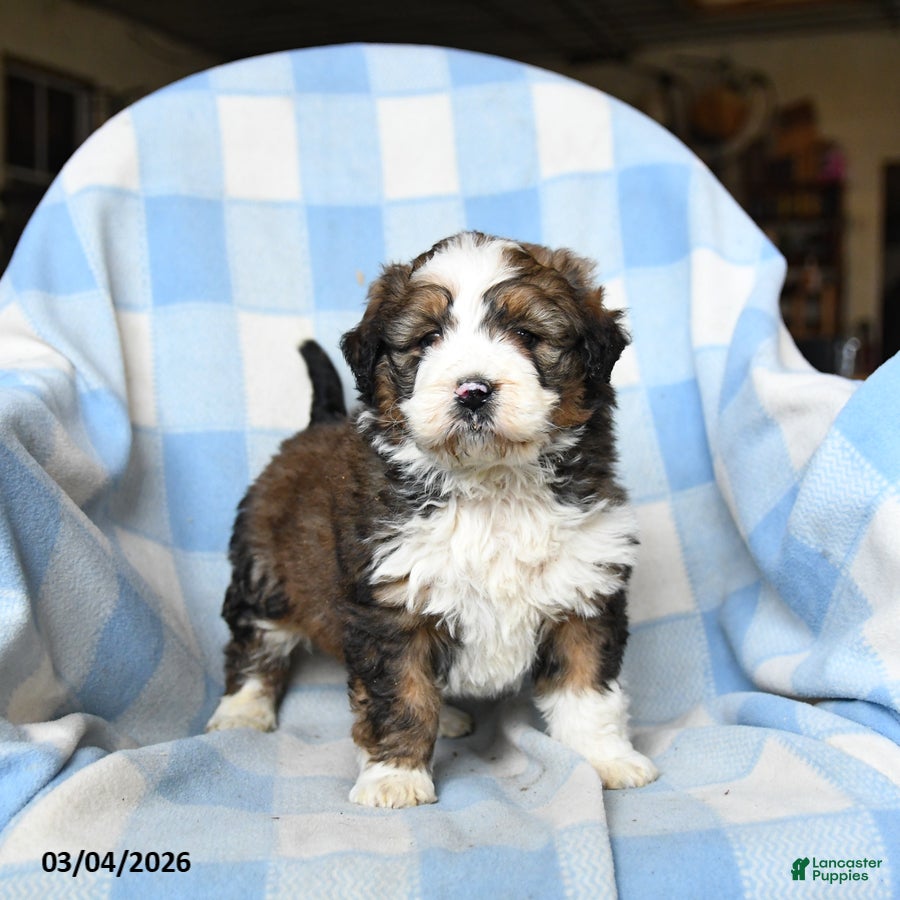 Bernedoodle dogs Leo - Ad 2