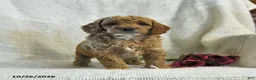 Cockapoo dogs for sale: Curtis - Ad 5
