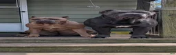 Cane Corso dogs for sale: Cane Corso 1 - Ad 4