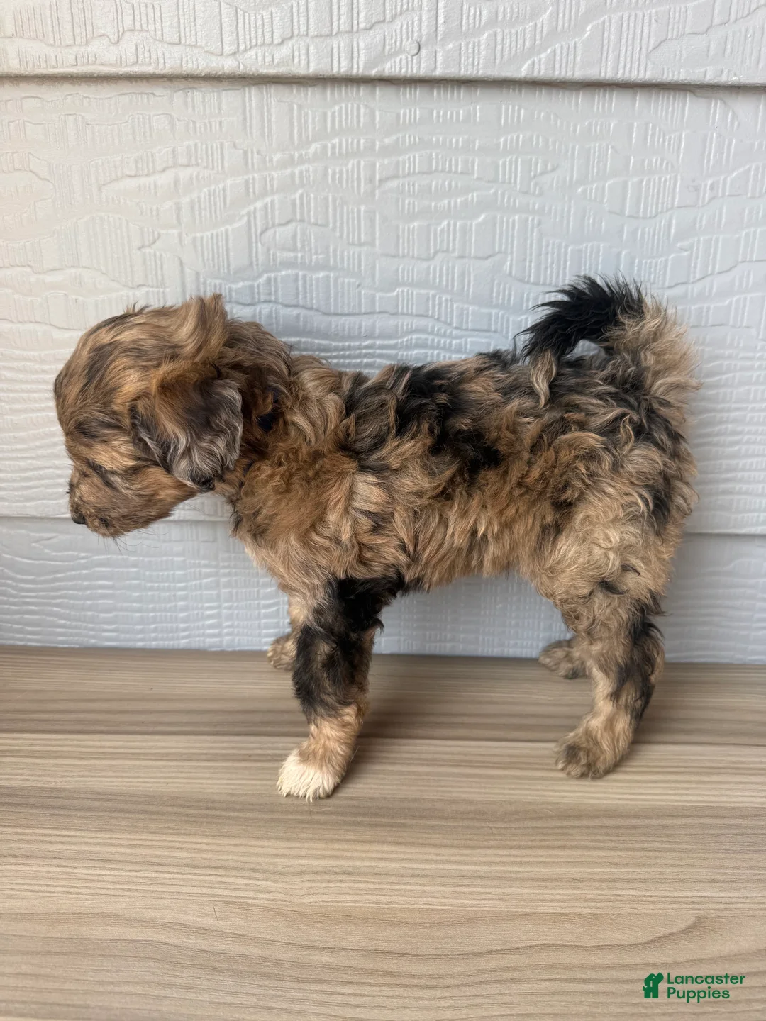 Aussiedoodle dogs for sale: Theo - Ad 2