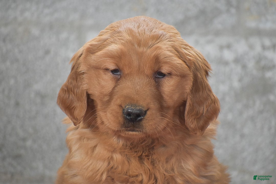 Golden Retriever dogs for sale: Destiny - Ad 2