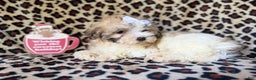 Maltipoo dogs for sale: Ginger - Ad 10