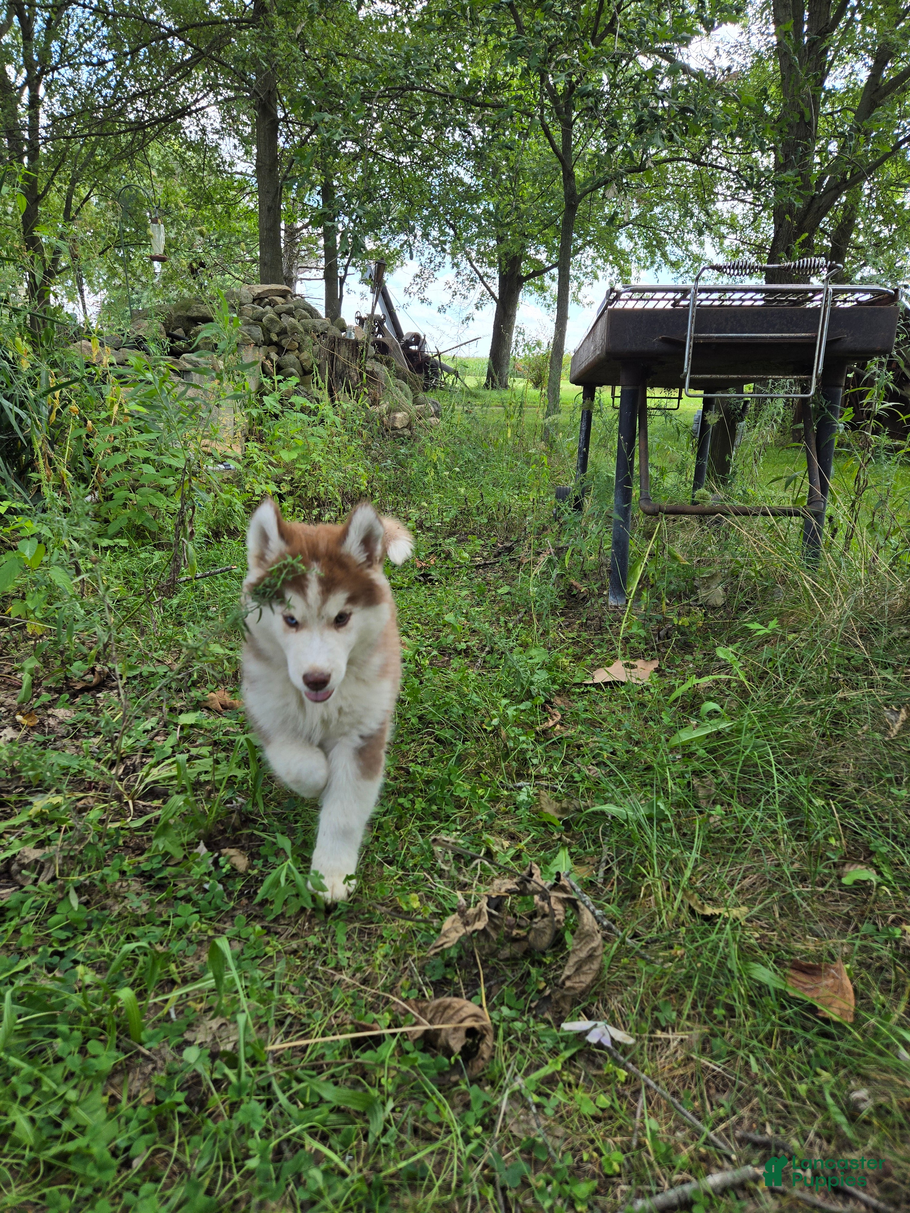 Siberian Husky dogs Petey - Ad 2