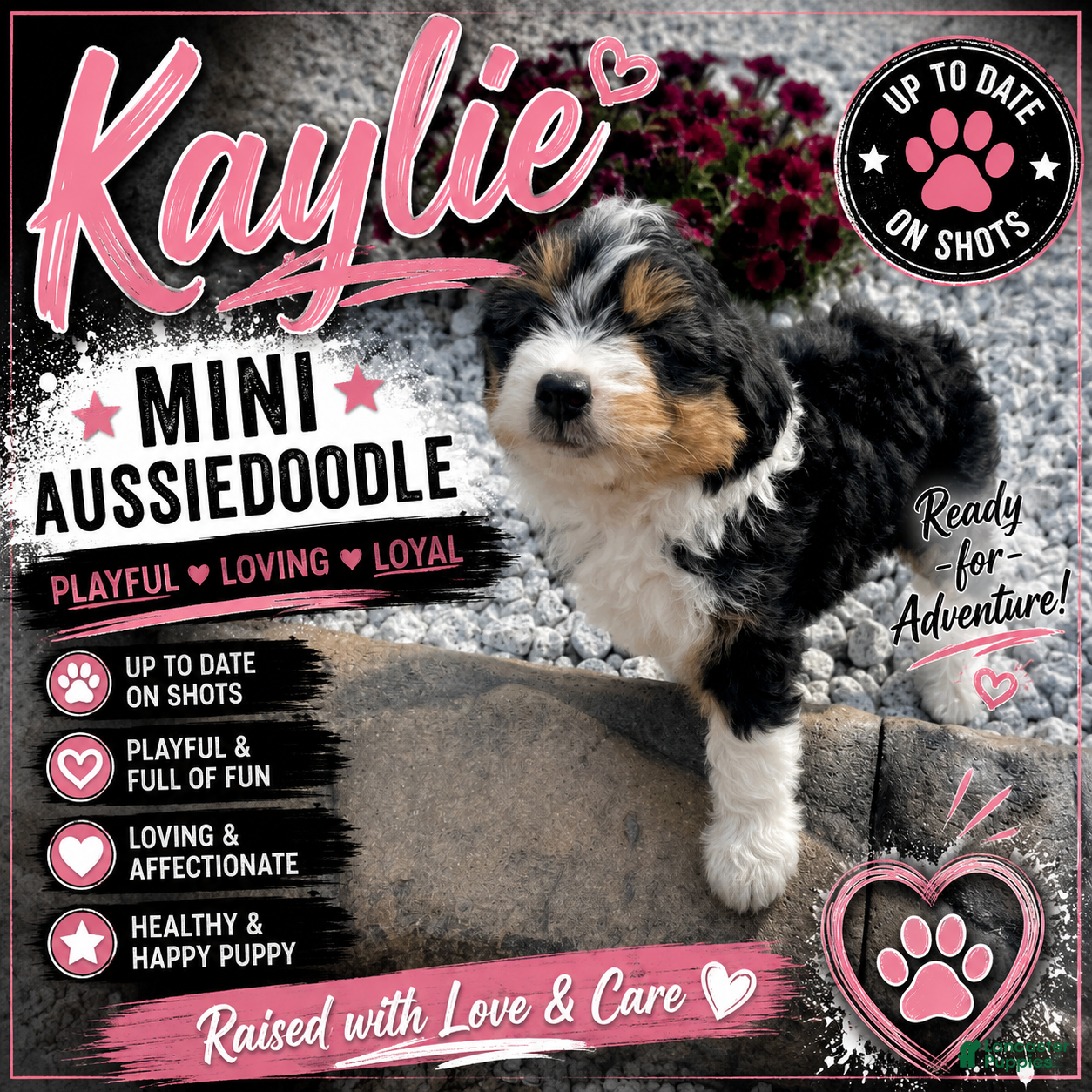 Mini Aussiedoodle dogs Kaylie - Ad 1